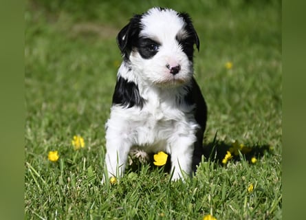traumhaft hübscher Tibet Terrier Welpen aus erfahrender Zucht  sind geboren dürfen im Juni ausziehen