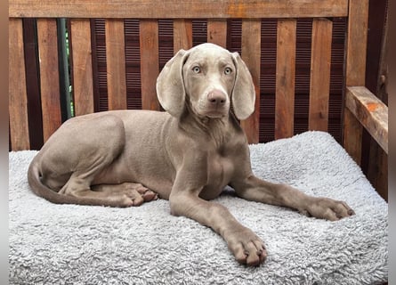 Weimaraner-Mix Welpen aus liebevoller Verpaarung – 12 kleine Wunder suchen ihr Zuhause