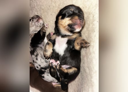 Chihuahua mix Welpen