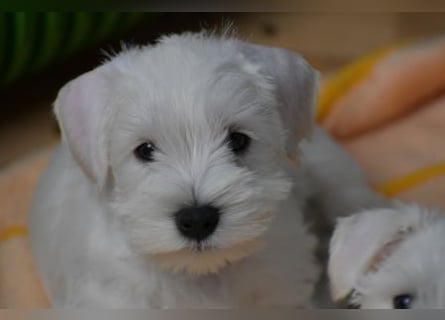 Zwergschnauzer Rüde weiß