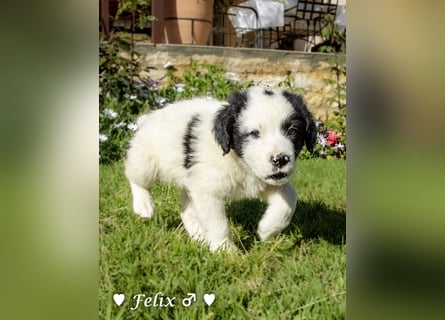 Felix und Freddie suchen ein Zuhause