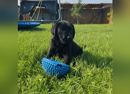Labrador Welpen mit Ahnentafel