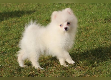 Zwergspitz Pomeranian "Vanilla" Hündin 4 Monate kann ins neue Heim ziehen