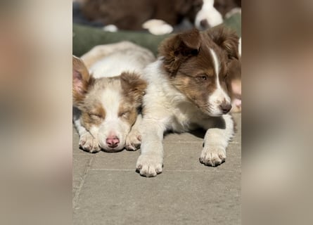Border-Collie Rüde SKYE