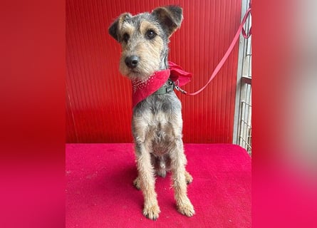❤️ superlieber PINO - 1 Jahr, 40cm/9kg - Foxterrier-Mischling