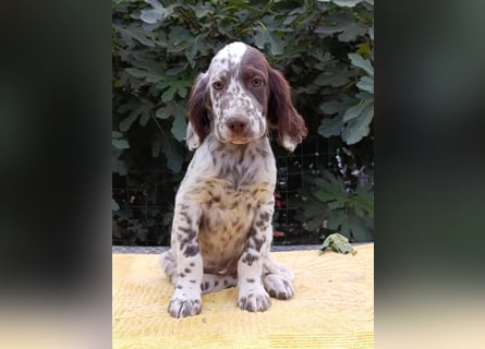 English setter Welpen (3 Rüden, 2 Hündinnen)