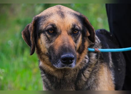 Zita, Schäferhund-Mix, lieb und verträglich  auch mit  Katzen