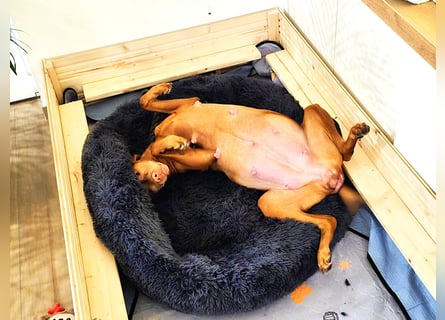 Magyar Vizsla Welpen reinrassig