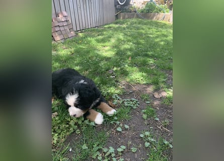 Berner Sennenhundwelpen-Welpe