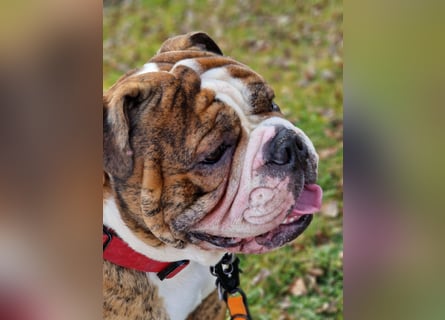 Big Boy Bruno Vom Örmser Bahnhof sucht sein Zuhause