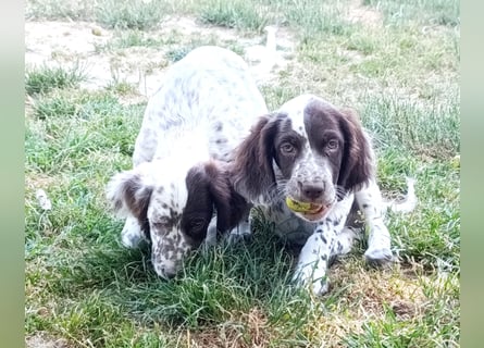 English setter Rüde Welpe