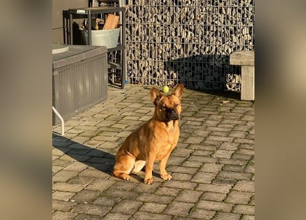 ZuHause gesucht für Jin