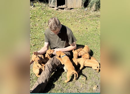 Wunderschöner reinrassiger Vizsla Welpe