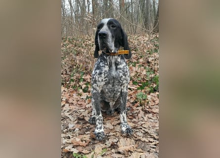 Braque d'Auvergne (Auvergne Vorstehhund) Welpe