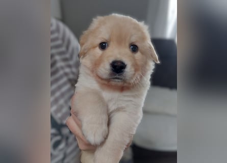 Wunderschöne Labrador-Mix Welpen