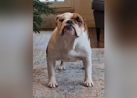 Englische Bulldoggen welpen Top Pedigree FCI