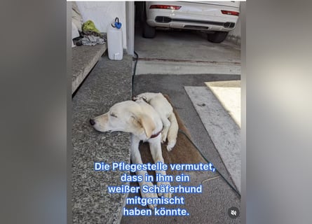 Carlo – ein kluger Dreikäsehoch auf der Suche nach seinem Platz im Leben (auf PS PLZ 87763)