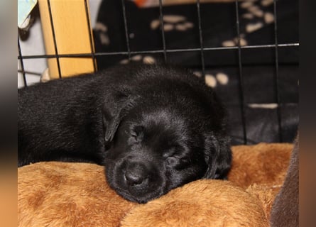 Unsere bildhübschen, vitalen Labradorwelpen sind gelandet!