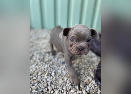 Französische Bulldoggen Welpen