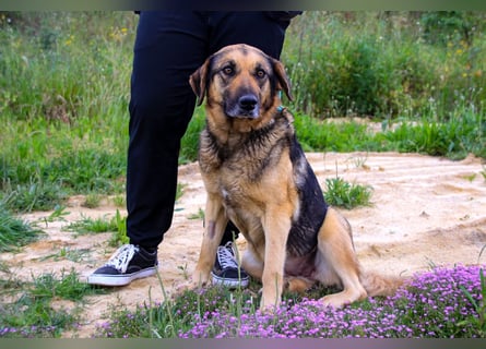 Zita, Schäferhund-Mix, lieb und verträglich  auch mit  Katzen