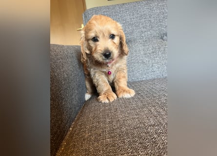 Goldendoodle mini Medium Doodle Abgabe an Pfingsten