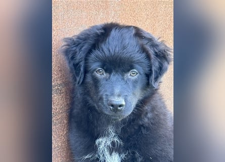 Mini Aussie , Miniature Australian Shepherd Welpe, Rüde