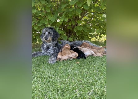 Aussiedoodle / Aussiepoo  F1b