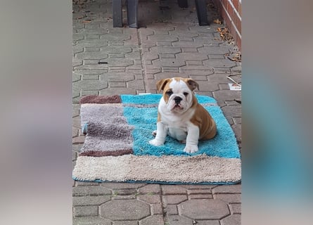 Englische Bulldogge