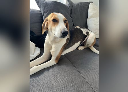 Verschmuster Familienhund Lona, zu besuchen in Bad Nauheim