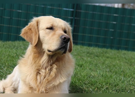 Golden Retriever Deckrüde mit FCI-Ahnentafel