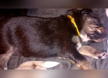 Australian shepherd border colli mix welpen Mitte Mai