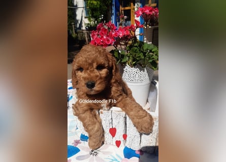 Traumhafte echte Mini und Toy Goldendoodles aus der 1. Zucht Deutschlands!