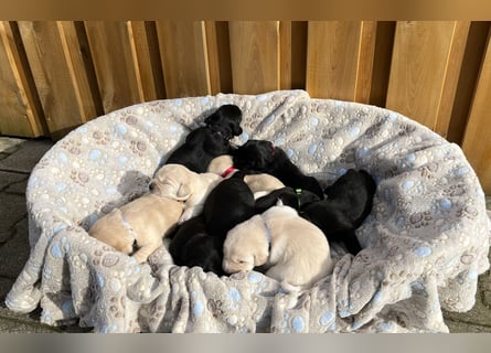 Wunderschöne Golden Retriever - Labrador Mix Welpen