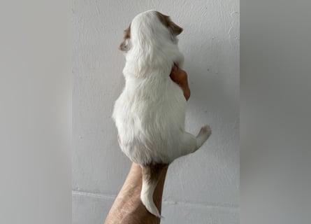 Chihuahua Langhaar Welpen ab Mitte Mai abzugeben