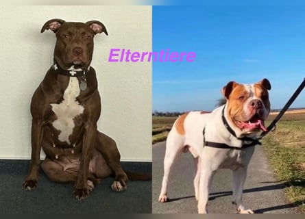 Einzigartige Bully Welpen