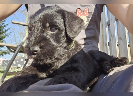 Zwergschnauzer Welpe schwarz Hündin