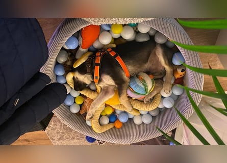 In der Nähe von Köln Traumhund Ben sucht ein Zuhause