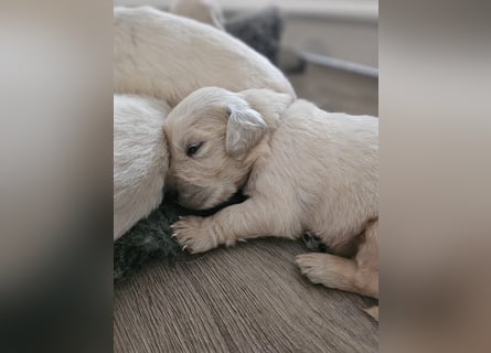 Golden Retriever Welpen