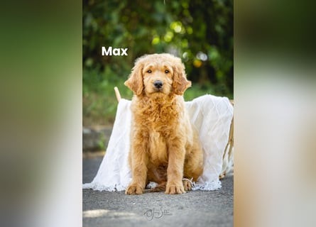Goldendoodle mini Medium Doodle Abgabe ab jetzt