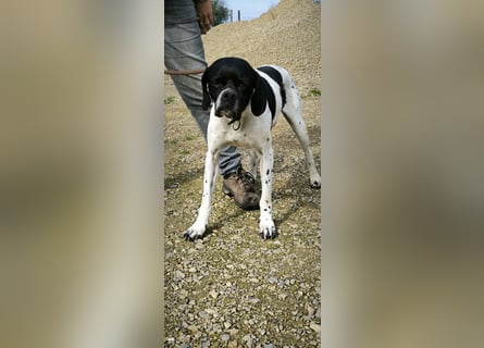 Sangria  - Pointer, lieb und verträglich, auch mit Katzen