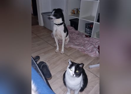 Perdi: lebensfrohes Powerpaket in 66954 Pirmasens
