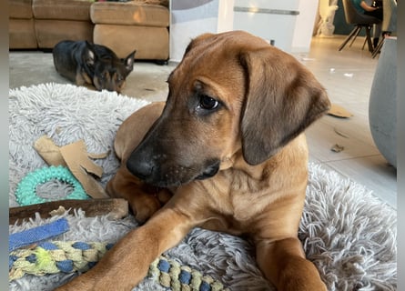Rhodesian Ridgeback Malinois Welpe sucht seine Familie