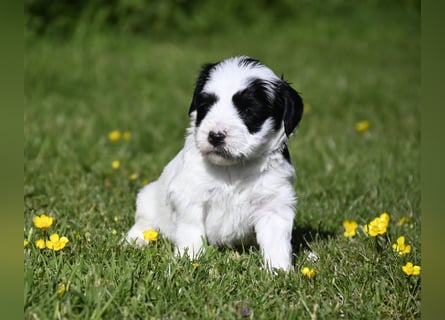 traumhaft hübscher Tibet Terrier Welpen aus erfahrender Zucht  sind geboren dürfen im Juni ausziehen