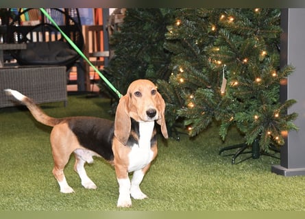Vianney, ein zauberhafter reinrassiger Basset Artesien Normand Rüden sucht ein neues Zuhause.
