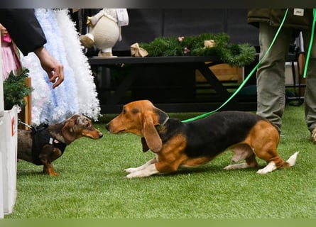 Vianney, ein zauberhafter reinrassiger Basset Artesien Normand Rüden sucht ein neues Zuhause.