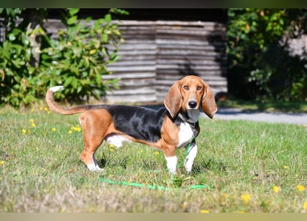 Vianney, ein zauberhafter reinrassiger Basset Artesien Normand Rüden sucht ein neues Zuhause.