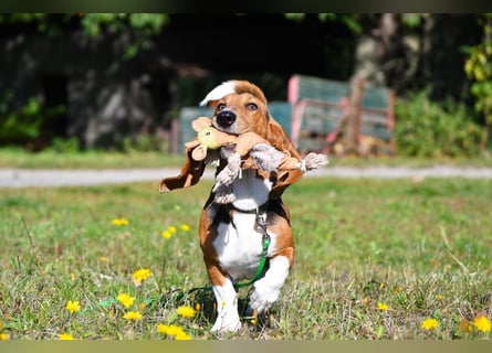 Vianney, ein zauberhafter reinrassiger Basset Artesien Normand Rüden sucht ein neues Zuhause.