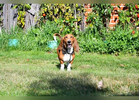 Vianney, ein zauberhafter reinrassiger Basset Artesien Normand Rüden sucht ein neues Zuhause.