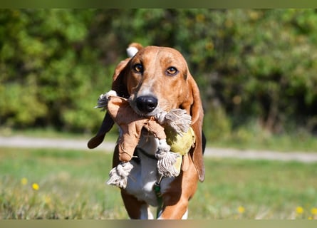 Vianney, ein zauberhafter reinrassiger Basset Artesien Normand Rüden sucht ein neues Zuhause.