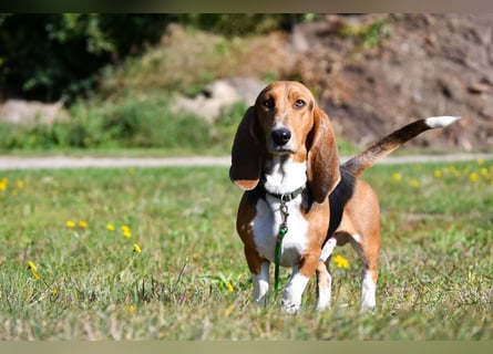 Vianney, ein zauberhafter reinrassiger Basset Artesien Normand Rüden sucht ein neues Zuhause.